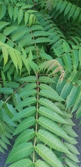 Ailanthus altissima