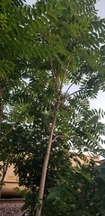 Ailanthus altissima