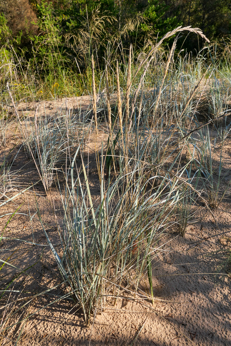 Elymus lanceolatus
