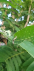 Ailanthus altissima