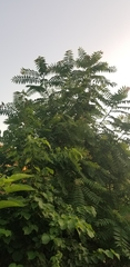 Ailanthus altissima