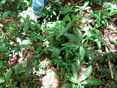 Chamaecostus cuspidatus