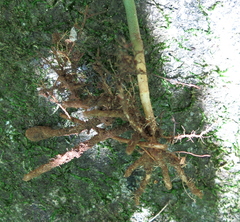 Chamaecostus cuspidatus