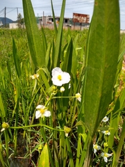 Sagittaria macrophylla