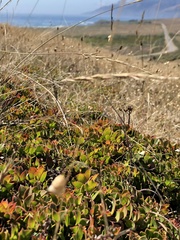 Arctostaphylos hookeri hearstiorum