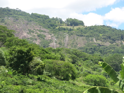 Foto de Cana-do-brejo