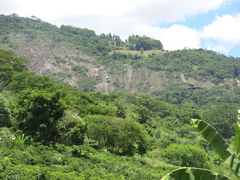 Chamaecostus cuspidatus