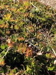 Arctostaphylos hookeri hearstiorum