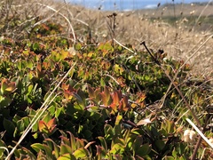 Arctostaphylos hookeri hearstiorum