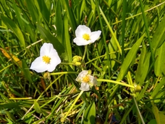 Sagittaria macrophylla