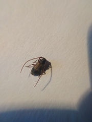 Exocentrus punctipennis