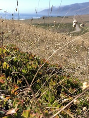 Arctostaphylos hookeri hearstiorum