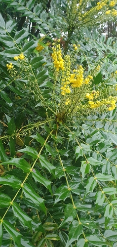 Image of Berberis japonica by (c) Dan McLaughlan, some rights reserved (CC BY)