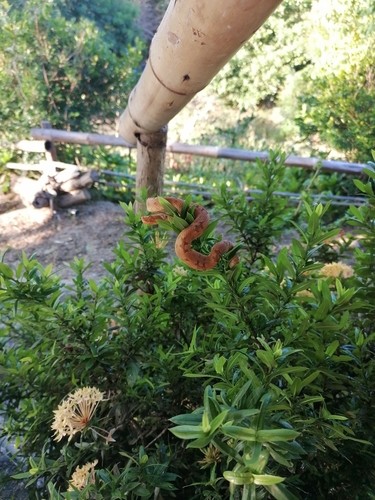 Dunn's Hognose Viper