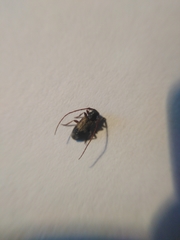 Exocentrus punctipennis