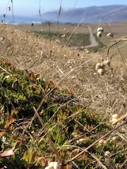 Arctostaphylos hookeri hearstiorum