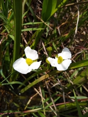 Sagittaria macrophylla