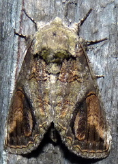 Heterocampa obliqua