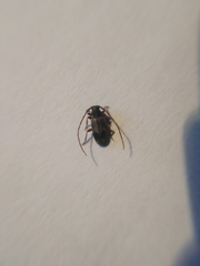 Exocentrus punctipennis