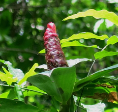 Costus spiralis