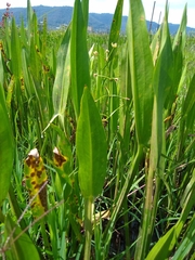 Sagittaria macrophylla