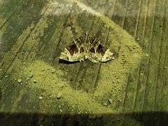 Gandaritis atricolorata