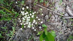 Moehringia lateriflora