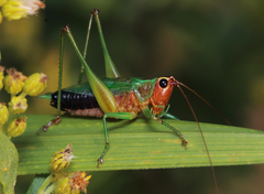Conocephalus nigropleurum