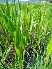 Sagittaria macrophylla