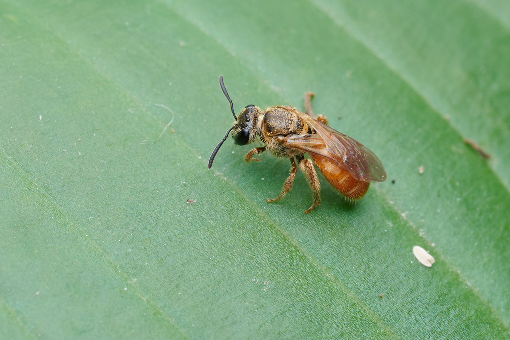 Lasioglossum eidmanni