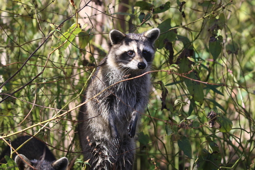 Common Raccoon photographed in Louisiana