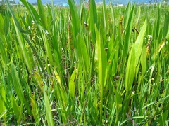 Sagittaria macrophylla
