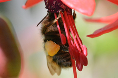 Bombus mixtus