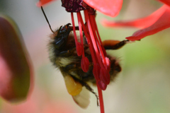 Bombus mixtus