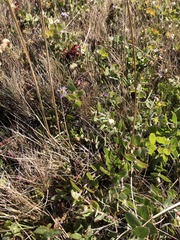 Arctostaphylos cruzensis