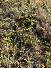 Arctostaphylos cruzensis