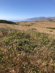 Arctostaphylos cruzensis