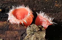 Microstoma floccosum