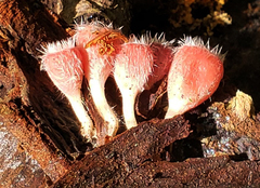 Microstoma floccosum