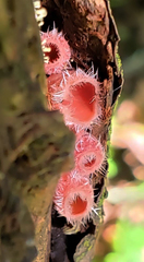 Microstoma floccosum