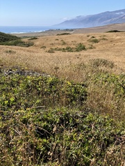 Arctostaphylos cruzensis