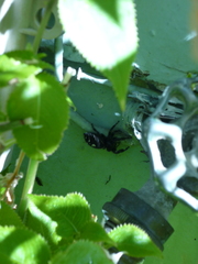 Phidippus audax