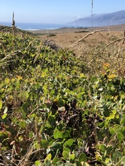 Arctostaphylos cruzensis