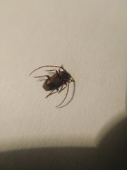 Exocentrus punctipennis