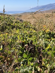 Arctostaphylos cruzensis