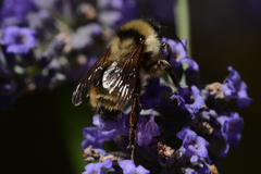 Bombus californicus