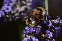 Bombus californicus