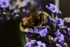 Bombus californicus