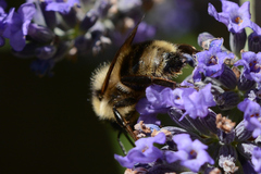 Bombus californicus