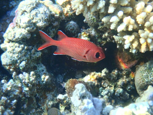 Crimson Soldierfish